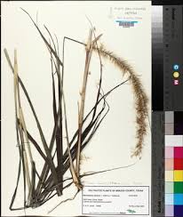 Image result for Cenchrus geniculatus