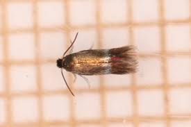 Image result for Stigmella freyella