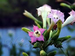 Image result for Nicotiana tabacum