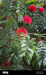 Image result for Calliandra haematocephala