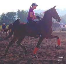 255 Best Z - Horses - Poses Images Horses Beautiful Horses Horse Breeds