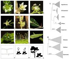 Image result for Caperonia serrata