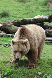 Gorgeous Bear Named Hayley Dartmoor Zoo Bear Pictures Cool Pets Bear Names