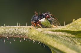 Image result for Eggelingia clavata