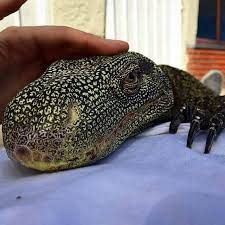 Check spelling or type a new query. Exotic Pets Philippines Home Facebook