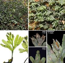 Image result for Crepidomanes