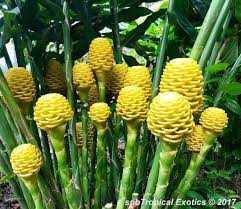 Beehive Ginger Zingiber Spectabile Cameron Highlands Flowering At The Subtropical Xperience Gardens Ginger Plant Beehive Ginger Flowers