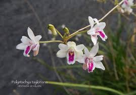 Image result for Polystachya concreta (red-flowered form)