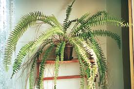 Image result for ledviník