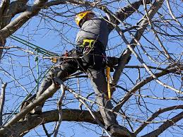 Tree Cutting Service Process | Lancaster & York, PA | Doug's Tree Service