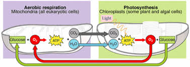 Pics For Gt Photosynthesis Vs Cellular Respiration Photosynthesis Cellular Respiration Cellular