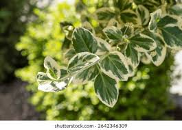 Image result for Celastraceae