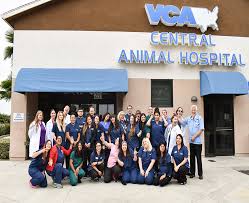 City pet hospital is located in montclair city of california state. Contact Us Vca Central Animal Hospital