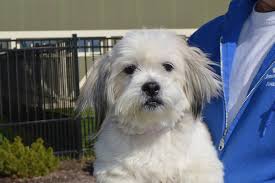 The fee to adopt our dogs is $300.00. Colorado Shih Tzu Found In Illinois Plans To Head Back Home Life With Dogs