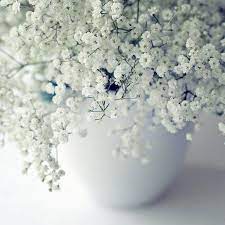 Babys Breath Flower Seeds Gypsophila Elegans 200seeds Etsy Babys Breath Flowers White Flowers Flower Seeds