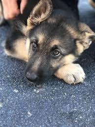 Maybe you would like to learn more about one of these? Litter Of 9 German Shepherd Dog Puppies For Sale In Wellford Sc Adn 27577 On Puppyfinder Com Gender Fe Puppies For Sale German Shepherd German Shepherd Dogs