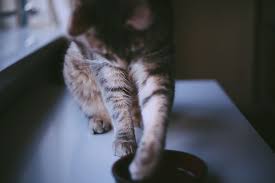 This can increase the risk of vomiting, or bloat. Slow Feed Cat Bowls For Cats Who Guzzle Grub Way Too Quickly