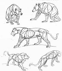 It has many species such as mule, red, white tailed, reindeer & fallow deer etc. Tips On Drawing Animals Animal Drawing Joshua Nava Arts