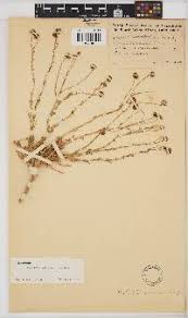 Image result for Nolletia arenosa