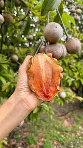 Image result for Manilkara zapota