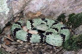 Banded Rock Rattlesnake Crotalus Lepidus Klauberi Photo By Travis Dimler