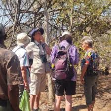 Image result for Gymnosporia matoboensis