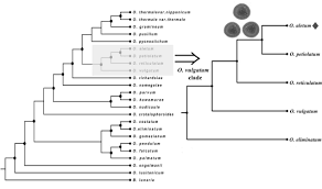 Image result for Ophioglossum gomezianum