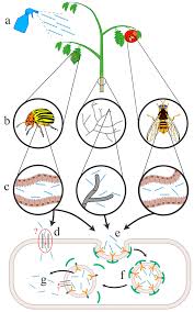 We specialize in residential and commercial pest control and termite control service, gladly serving the entire albuquerque metroplex. Plants Free Full Text Dsrna Uptake In Plant Pests And Pathogens Insights Into Rnai Based Insect And Fungal Control Technology Html