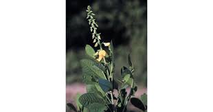 Image result for Crotalaria rhodesiae