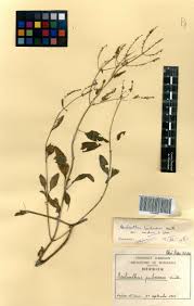 Image result for Aeollanthus pubescens