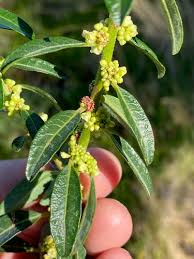 Image result for Clutia angustifolia