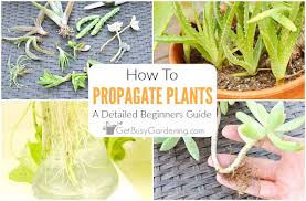 Full sunlight is beneficial in midwinter but some shade during the whenever i plant any type of holiday cactus, most of them die and that's my fault. Plant Propagation What Is It How To Grow Plants From Plants