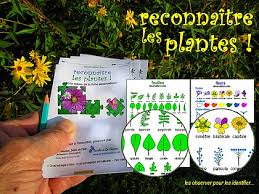 Comment Reconnaitre Les Plantes Sauvages Plante Plantes Sauvages Plantes Comestibles