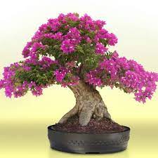 Nepal Bonsai Hobbyist Home Facebook