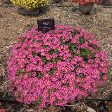 Image result for foto Million Bells