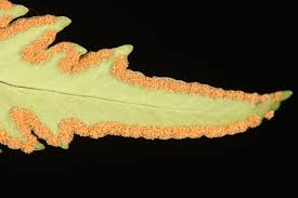 Image result for Doryopteris concolor