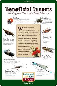 Probably the most effective garden insect control would be vegetable pest predators. Downloads Earthbound Farm Beneficial Insects Organic Gardening Pest Control Organic Gardening Tips