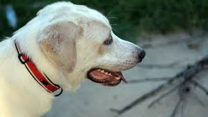 Maybe you would like to learn more about one of these? Great Pyrenees Lab Mix A Complete Guide To The Pyrador