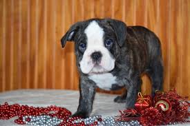 You'll love the docile, friendly and gregarious nature of bulldog mix puppies. English Bulldog Boston Terrier Mix Puppies For Sale Pets Lovers