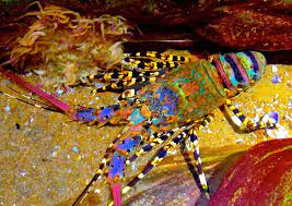 rainbow lobster google search immagini