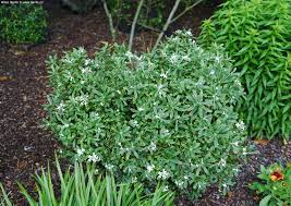 × summer flowering clematis tubulosa 'wyevale' agm blue flowers; Daphne X Transatlantica Summer Ice Havlis Cz