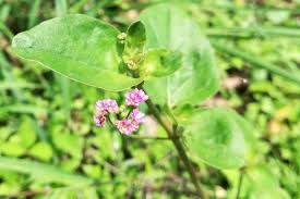 Image result for Boerhavia diffusa
