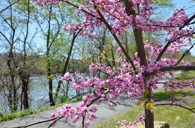 Olive trees can live for several centuries and can remain productive for as long if they are pruned correctly and regularly. The Pittsburgh Redbud Project Grows Now With 3 000 Trees 6 000 Plants And Thousands Of Shrubs