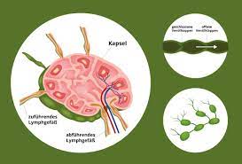 Lymphknoten Aufbau Lage Anatomie Funktion Und Beschaffenheit