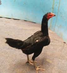 Ayam wido atau jalak adalah keturunan terakhir dari tahta/kelas kerajaan ayam, pemegang gelar prajurit perang. Warna Ayam Pamangon Wido Yang Bagus Jenis Ayam Bangkok Dan Ciri Fisiknya Yang Berkualitas Juara Ayam Bangkok Memang Sudah Sangat Terkenal Di Kalangan Pencinta Ayam Aduan Dalam Pertarungan Gigi Band