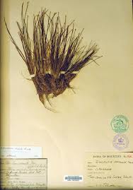 Image result for Eleocharis complanata