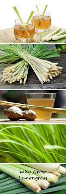 You can make your own lemongrass oil at home for therapeutic use. Lemongrass Plant Benefits Why Your Garden Needs Lemongrass Easy To Easy To Grow Bulbs