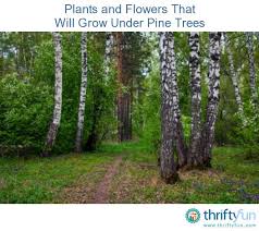 Plants And Flowers That Will Grow Under Pine Trees Garden Trees Plants Tree