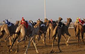 Planning a trip to al wathba camel race. 2021 Guide To Camel Race Abu Dhabi Arabiers