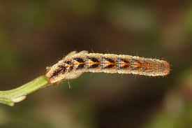 Image result for Entephria polata